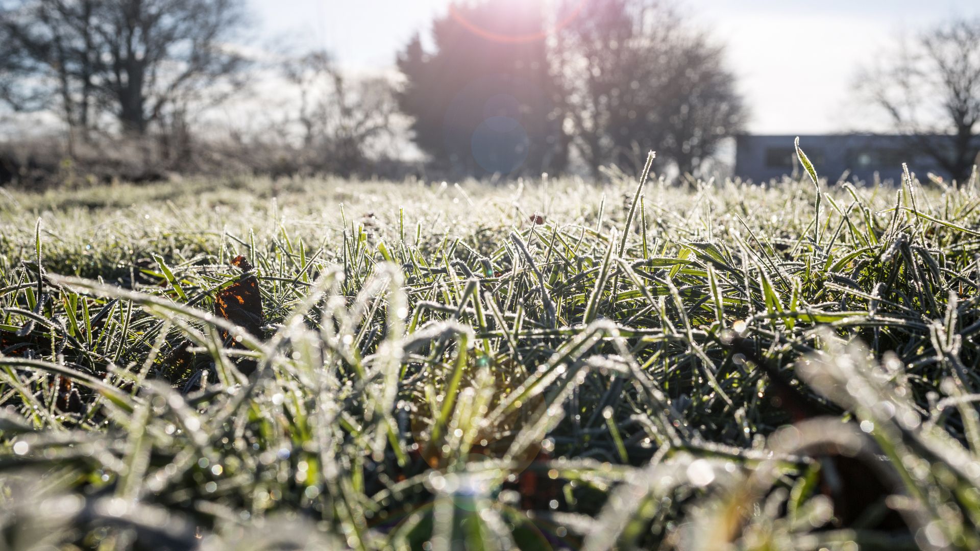 A close-up shot of frost-covered grass in front of a home in the distance on a sunny day.